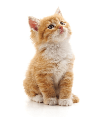 Kitten with orange fur looking up curiously.