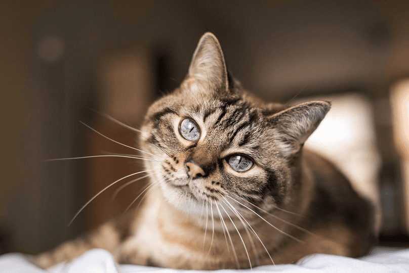 common cat diseases