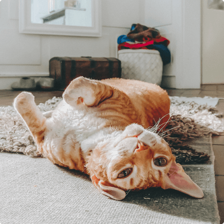 A cat lounging on the floor.