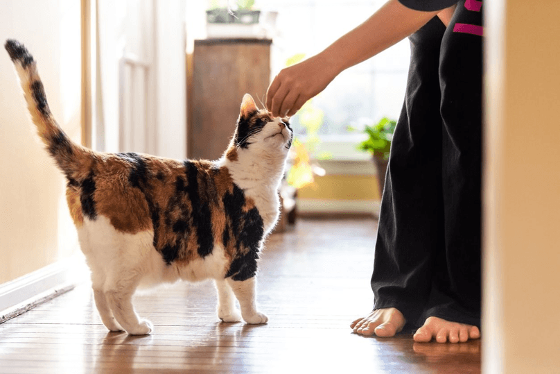 Cat getting pet by woman in kitchen