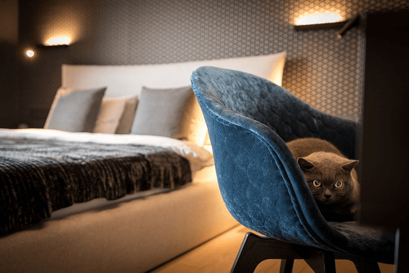 gray cat on hotel desk chair in room alone