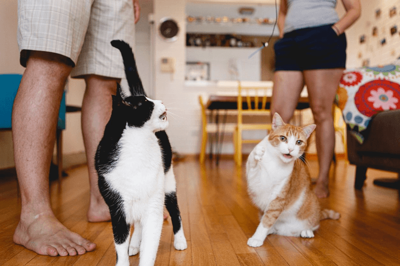 Couple chilling at home with cats in living room