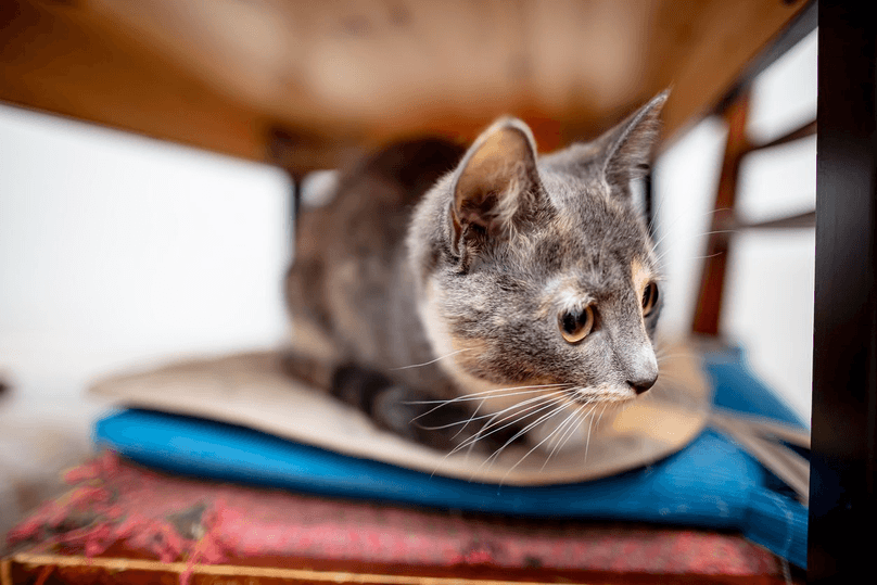 Frightened, the little cat hid under the table, she sat down on a chair and looks curiously to one side. Close-up.