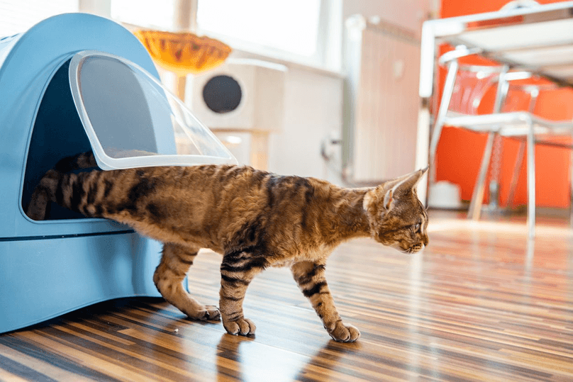 Devon Rex Cat Using Portable Closed Litter Box at Home.