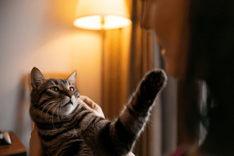 Young woman playing with her cat at home.