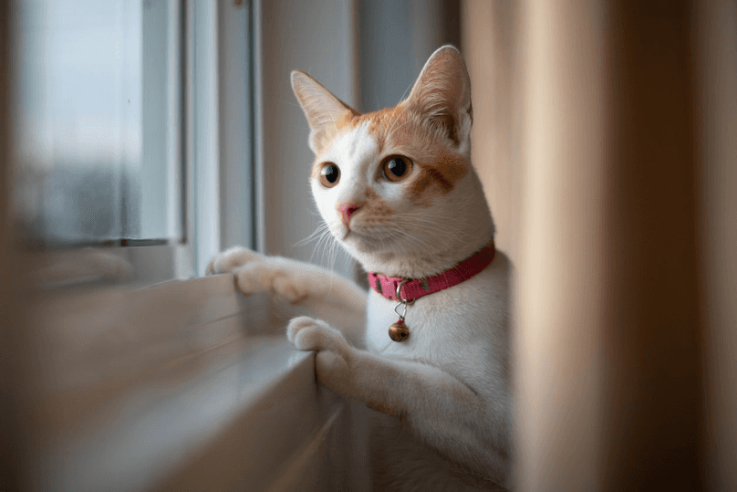 Cute cat siting on window sill and waiting for something. Fluffy pet looks in window.