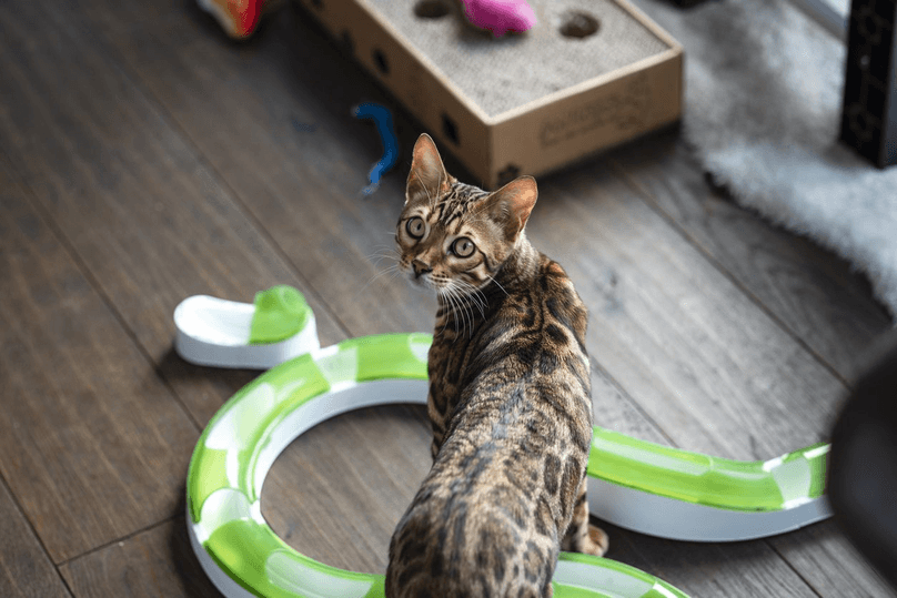 A high angle view shot of a cute bengal cat playing with cat toys at a home in Northeastern England.