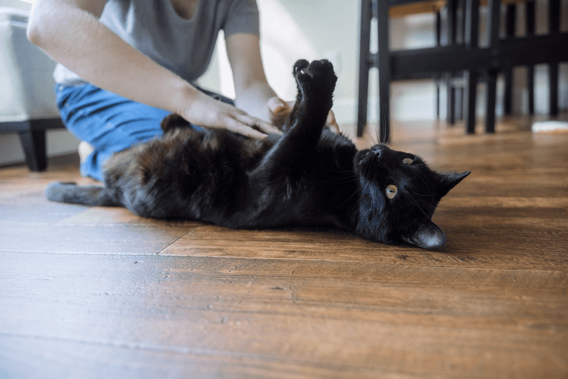 Black cat laying on back getting pet by person