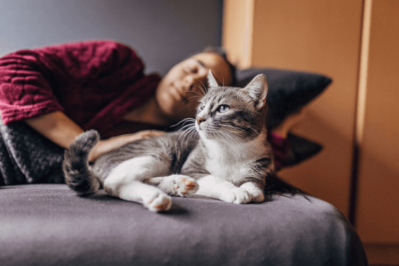 Cute small domestic cat lying in the bed at home with female owner