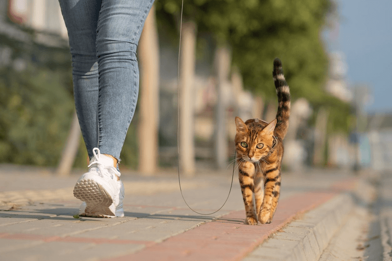 Bengal cat walking on a leash