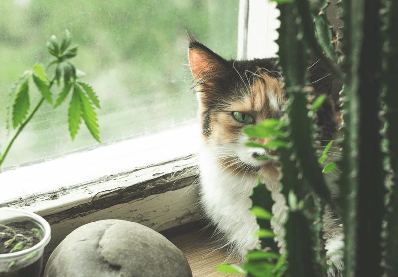 calico-cat-on-window-ledge-near-hemp-plant