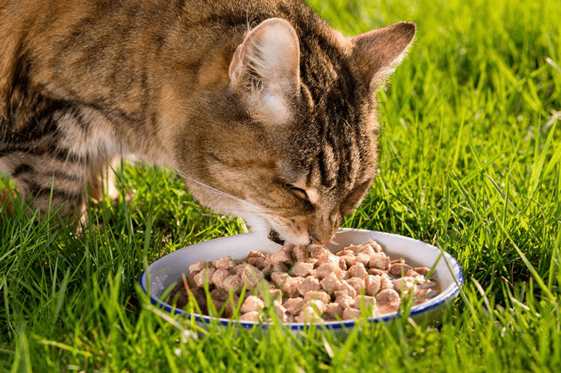 cat eating food from dish outside