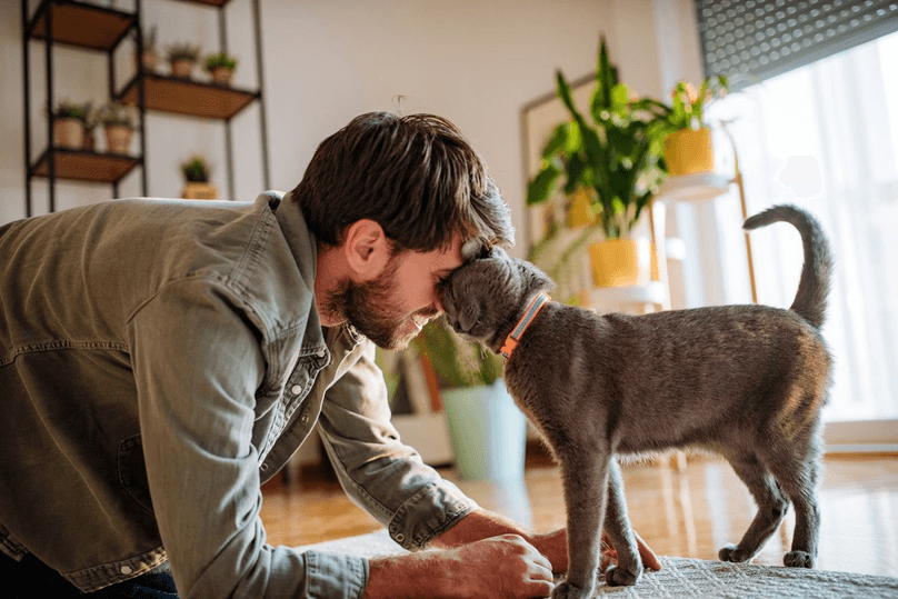 cat headbutting male owner with tail curled