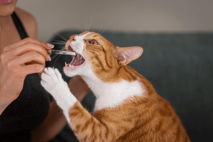 cat receiving liquid medication