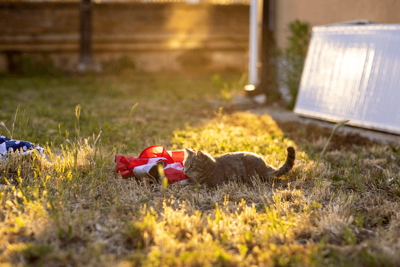 Cat sitting in grass in yard on July 4th