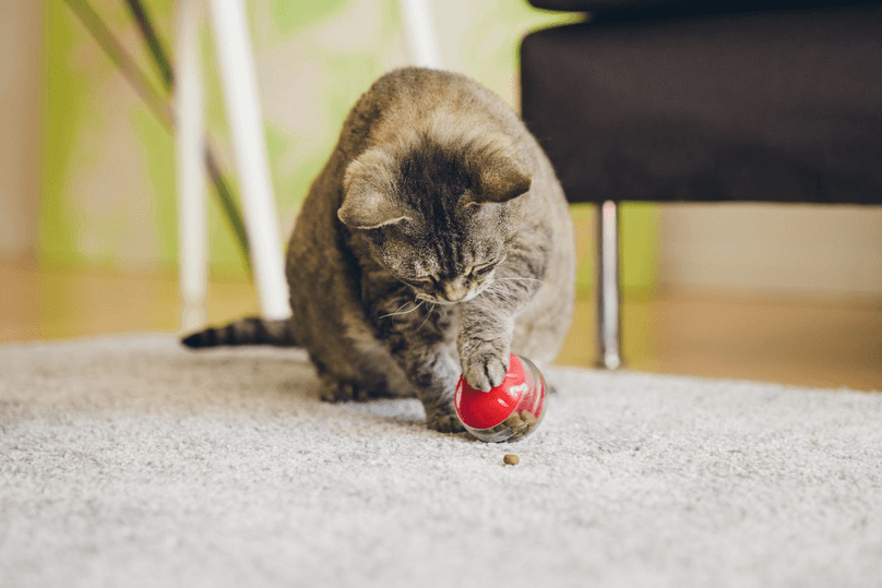 cat playing with puzzle ball on carpet