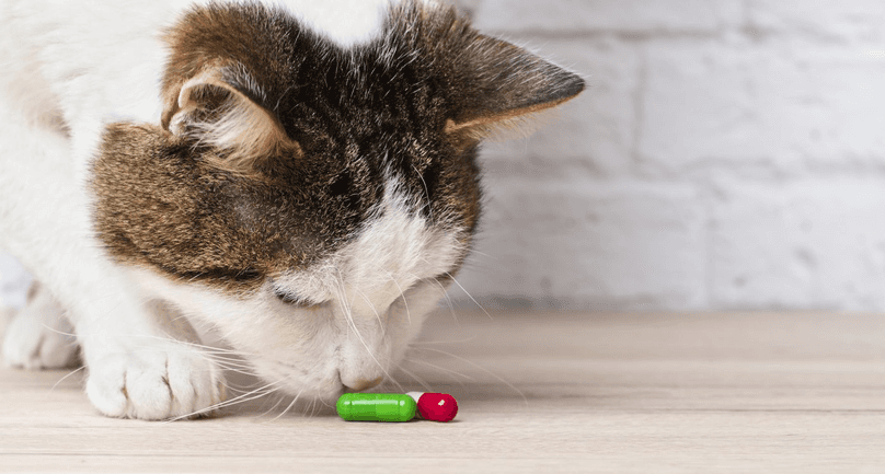 cat sniffing medicine capsules that fell onto floor