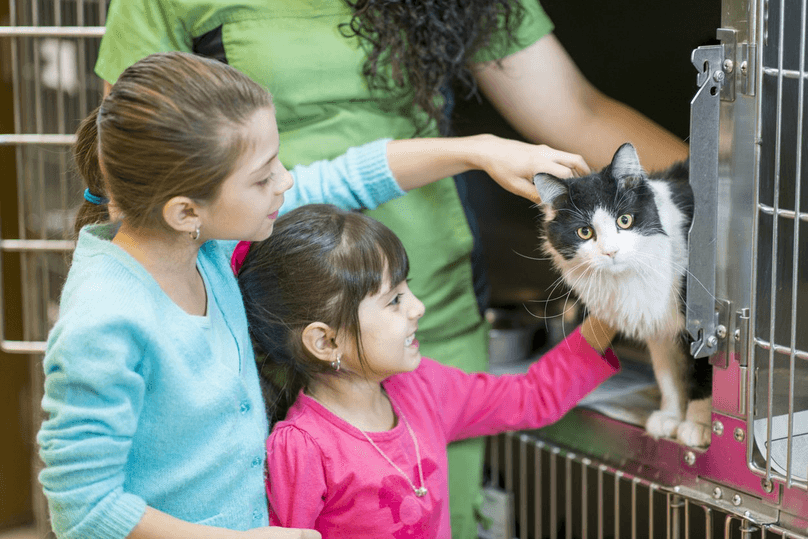 children picking out a cat to adopt