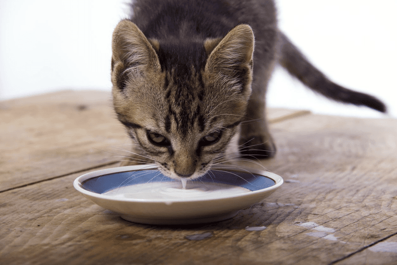 How does a cat drink milk hotsell