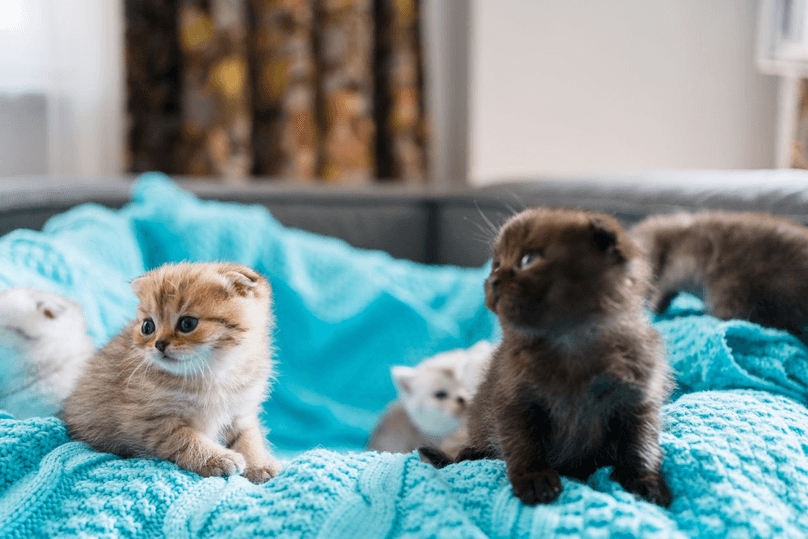 Kittens in a bed