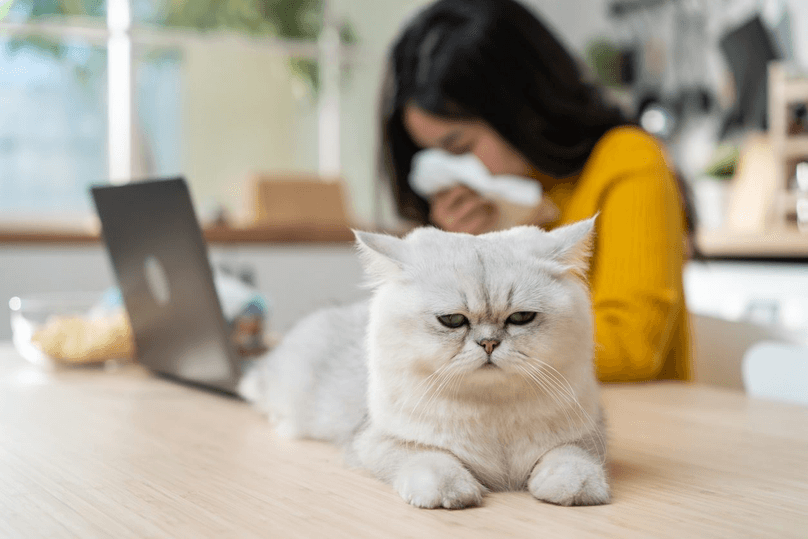 sneezing woman with pet allergies near white cat on counter