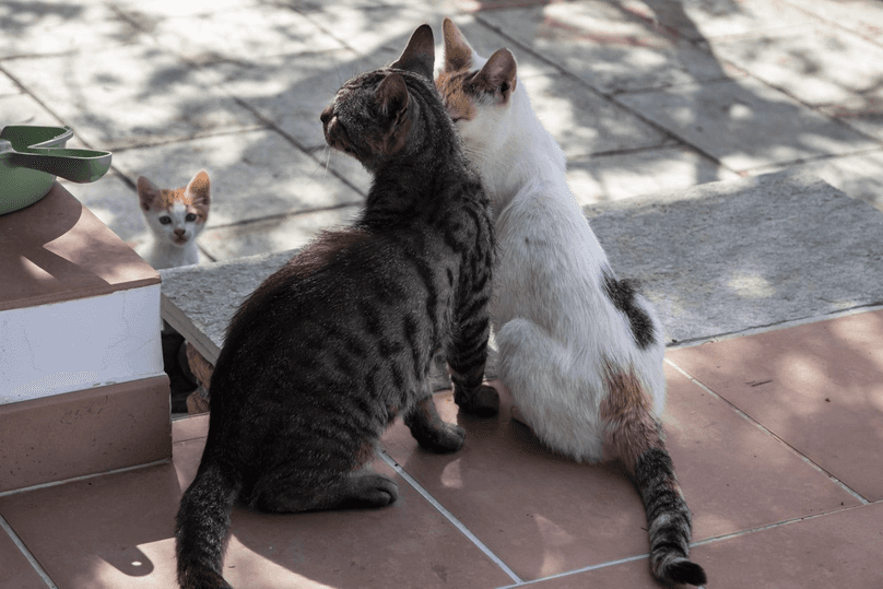 two young cats snuggling on sidewalk